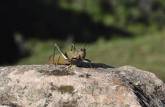 Close-up de um grilo no mirante dos tepuis, na Gran Sabana, na Venezuela